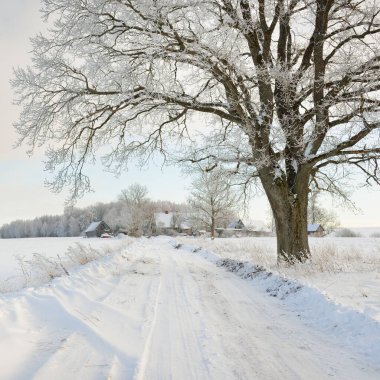 Güneşli bir günde karla kaplı tarlaların ve köyün içinden geçen yol. Arka plandaki kır evleri. Idyllic manzara. Noel tatilleri, eko turizm, yürüyüş, kayak, uzak yerler, off-road teması