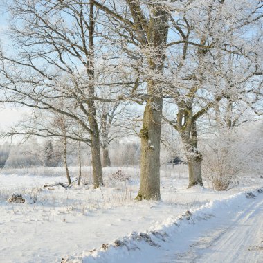 Kırsal alanda, karla kaplı tarlaların içinden geçen köy yolu. Arabadan görüntü. Kar sürükleniyor. Avrupa. Doğa, Noel tatilleri, uzak yerler, kış lastikleri, tehlikeli sürüş konsepti