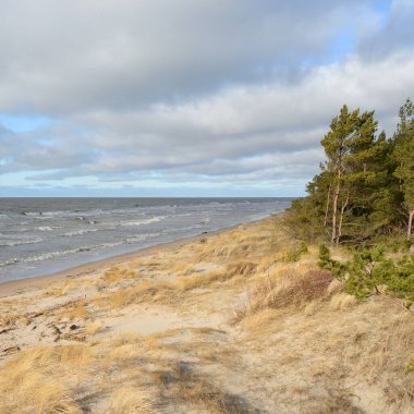 Fırtınadan sonra Baltık Denizi. Kum tepeleri, altın kum tepeleri, görkemli yeşil çam ormanları. Resimli manzara, deniz manzarası, doğa. Panoramik manzara. Ekoloji, eko turizm, yürüyüş kavramları