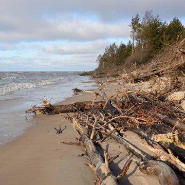 Fırtınadan sonra Baltık kıyıları. Kum tepeleri, yemyeşil orman, devrilmiş çam ağaçları, ağaç gövdeleri, kökler. Hava kararsız. Kış, ilkbahar erken. Doğa, iklim değişikliği, çevre koruma, ekoloji