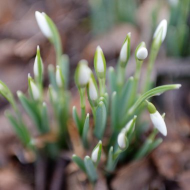 Ormanda küçük kır çiçekleri (Galanthus). Çiçek tomurcuğu. Kış sıcağı, Avrupa 'nın ilkbaharı. Saflığın, huzurun, sevincin sembolü. Başlangıç olarak, Paskalya konsepti. Doğa, çevre, ekoloji