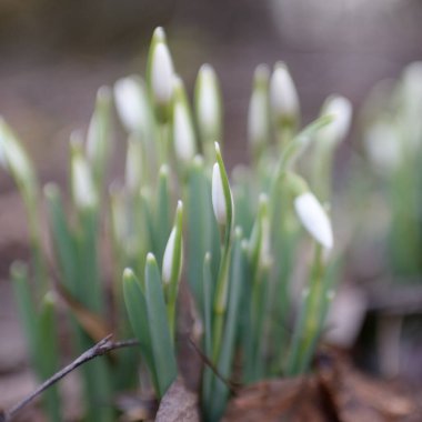 Ormanda küçük kır çiçekleri (Galanthus). Çiçek tomurcuğu. Kış sıcağı, Avrupa 'nın ilkbaharı. Saflığın, huzurun, sevincin sembolü. Başlangıç olarak, Paskalya konsepti. Doğa, çevre, ekoloji