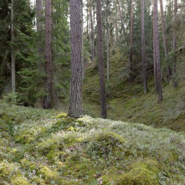 Görkemli Evergreen Ormanı. Güçlü çam ve çam ağaçları, yosun, eğrelti otu, bitkiler. Yumuşak güneş ışığı. Baharın başında. Saf doğa. Ekoloji, yürüyüş, temiz hava, sağlıklı yaşam tarzı kavramları.