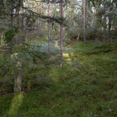 Görkemli Evergreen Ormanı. Güçlü çam ve çam ağaçları, yosun, eğrelti otu, bitkiler. Yumuşak güneş ışığı. Baharın başında. Saf doğa. Ekoloji, yürüyüş, temiz hava, sağlıklı yaşam tarzı kavramları.