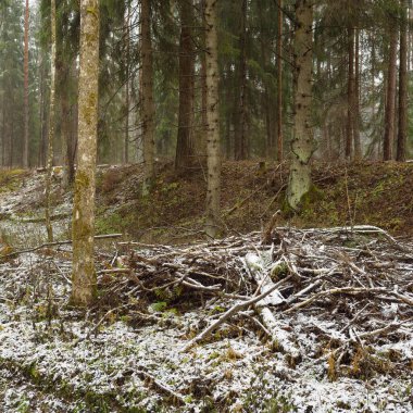Karla kaplı tepeden geçen yol görkemli yeşil bir orman, güçlü çam ve çam ağaçları, ağaç kütükleri, yosunlar, bitkiler. Atmosferik kış sahnesi. Doğa, eko-turizm