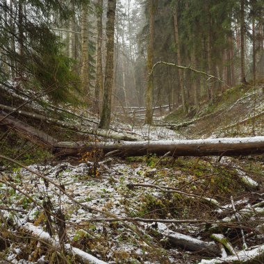 Karla kaplı tepeden geçen yol görkemli yeşil bir orman, güçlü çam ve çam ağaçları, ağaç kütükleri, yosunlar, bitkiler. Atmosferik kış sahnesi. Doğa, eko-turizm