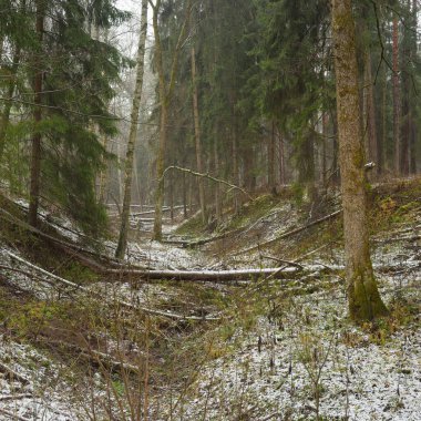 Karla kaplı tepeden geçen yol görkemli yeşil bir orman, güçlü çam ve çam ağaçları, ağaç kütükleri, yosunlar, bitkiler. Atmosferik kış sahnesi. Doğa, eko-turizm