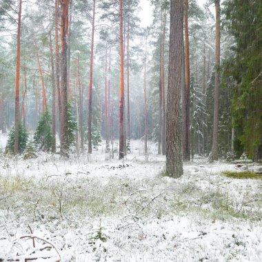 Karla kaplı çam ağacı ormanı. Kar fırtınası. Her daim yeşil olan ağaçlar. Karanlık atmosferik manzara. Idyllic kırsal kesim. Kış Harikalar Diyarı. Panoramik manzara. Saf doğa, eko-turizm.