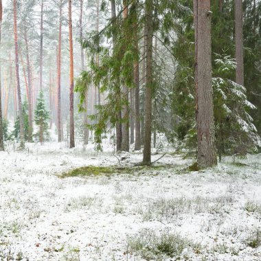 Karla kaplı çam ağacı ormanı. Kar fırtınası. Her daim yeşil olan ağaçlar. Karanlık atmosferik manzara. Idyllic kırsal kesim. Kış Harikalar Diyarı. Panoramik manzara. Saf doğa, eko-turizm.
