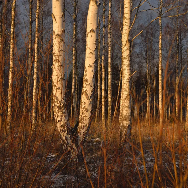 Gün Batımında Huş Ağacı Ormanı Güçlü Ağaçlar Kar Kışın Başında — Stok fotoğraf