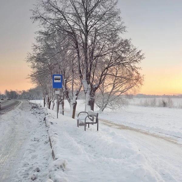 Voetgangerswandeling Fietsweg Bij Het Besneeuwde Veld Machtige Bomen Puur Gouden — Stockfoto