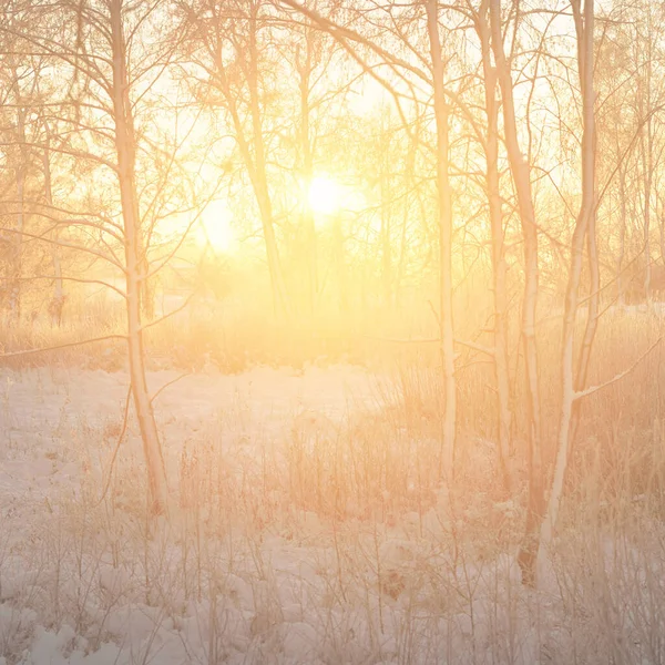 Güneş doğarken, karla kaplı, yemyeşil bir ormanın atmosferik manzarası. Saf altın güneş ışığı. Güçlü ağaçlar, ağaç kütükleri, kar tepeleri. Kış Harikalar Diyarı. Mevsimler, ekoloji, eko-turizm, Noel tatilleri