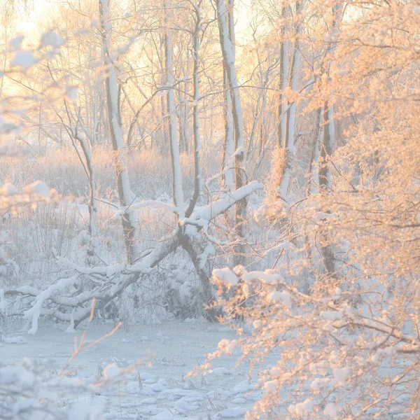 日の出の雪に覆われた森 生い茂った丘や凍った川 力強い木だ 純粋な黄金の太陽 冬の不思議の国 生態学 エコツーリズム クリスマス休暇 — ストック写真