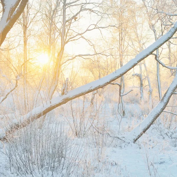 Güneş doğarken, karla kaplı, yemyeşil bir ormanın atmosferik manzarası. Saf altın güneş ışığı. Güçlü ağaçlar, ağaç kütükleri, kar tepeleri. Kış Harikalar Diyarı. Mevsimler, ekoloji, eko-turizm, Noel tatilleri