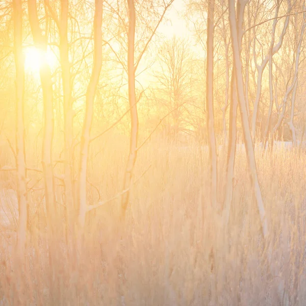 Güneş Doğarken Karla Kaplı Yemyeşil Bir Ormanın Atmosferik Manzarası Saf — Stok fotoğraf