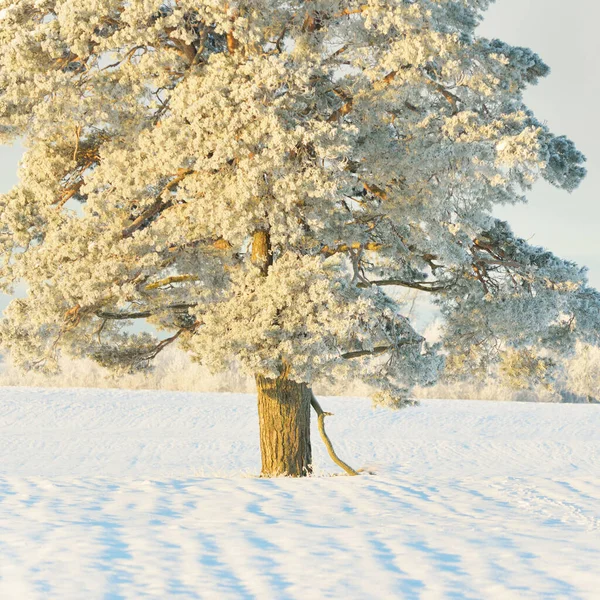 Güçlü çam ağaçları, karla kaplı tarlalar, taze karda insan izleri. Saf güneş ışığı. Kış Harikalar Diyarı. Ekoloji, eko-turizm, çevre koruma, noel tatilleri, kayak