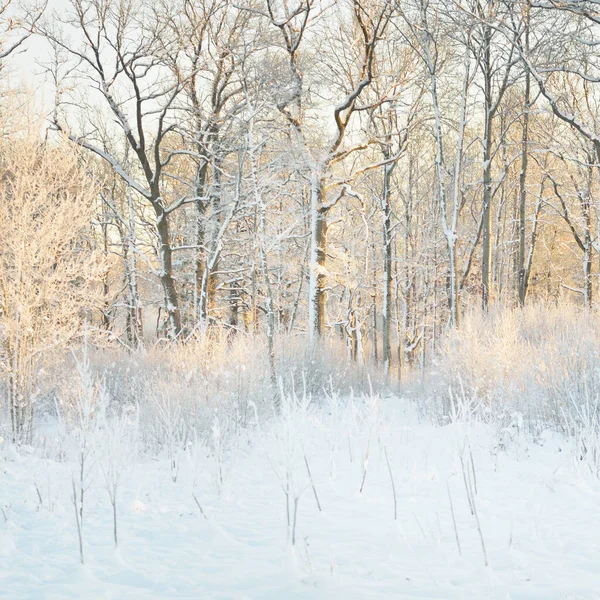 Atmosphärische Landschaft Mit Schneebedeckten Immergrünen Wäldern Bei Sonnenaufgang Reines Goldenes — Stockfoto