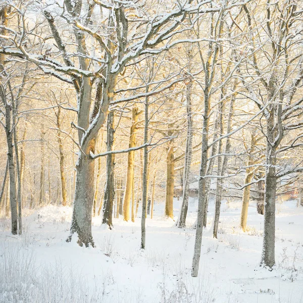 Atmospheric Landscape Snow Covered Evergreen Forest Sunrise Pure Golden Sunlight — Zdjęcie stockowe