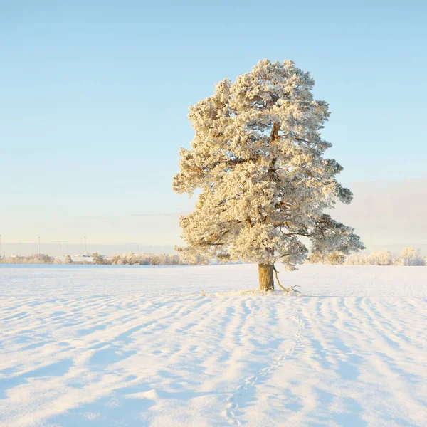 Güçlü çam ağaçları, karla kaplı tarlalar, taze karda insan izleri. Saf güneş ışığı. Kış Harikalar Diyarı. Ekoloji, eko-turizm, çevre koruma, noel tatilleri, kayak