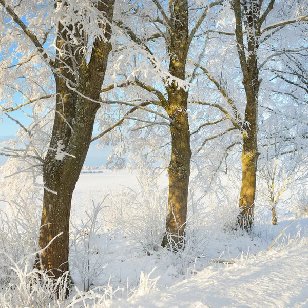 Güneşli bir günde karla kaplı orman parkına giden yol. Güçlü ağaçlar, don, yumuşak güneş ışığı. Kış Harikalar Diyarı. Idyllic manzara. Noel tatilleri, eko turizm, yürüyüş, kayak temaları