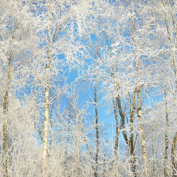Árboles Cubiertos Nieve Heladas Bosque Prado Luz Solar Pura Cielo —  Fotos de Stock