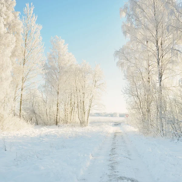 Güneşli bir günde karla kaplı orman parkına giden yol. Güçlü ağaçlar, don, yumuşak güneş ışığı. Kış Harikalar Diyarı. Idyllic manzara. Noel tatilleri, eko turizm, yürüyüş, kayak temaları