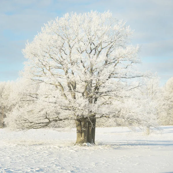 Kudretli meşe ağacı, karla kaplı tarla, taze karda insan izleri. Orman çayırı. Saf güneş ışığı. Kış Harikalar Diyarı. Ekoloji, eko turizm, çevre koruma, noel tatilleri, kayak