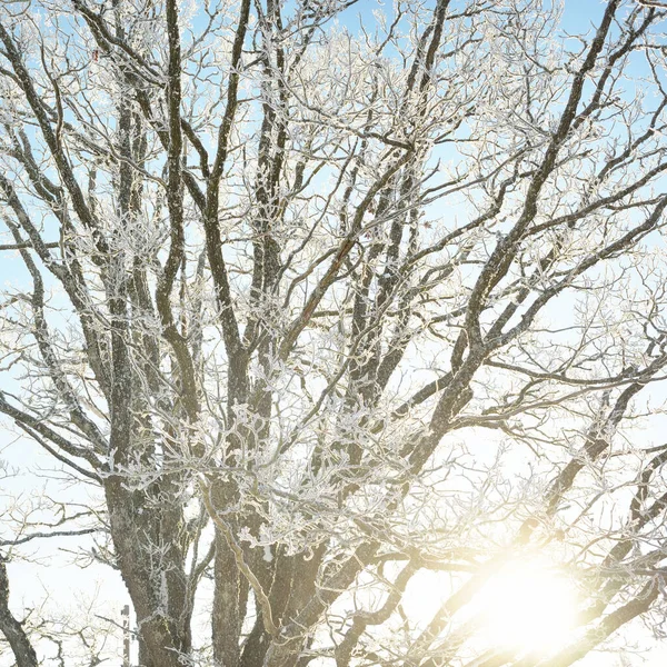 Árboles Cubiertos Nieve Heladas Bosque Prado Luz Solar Pura Cielo — Foto de Stock