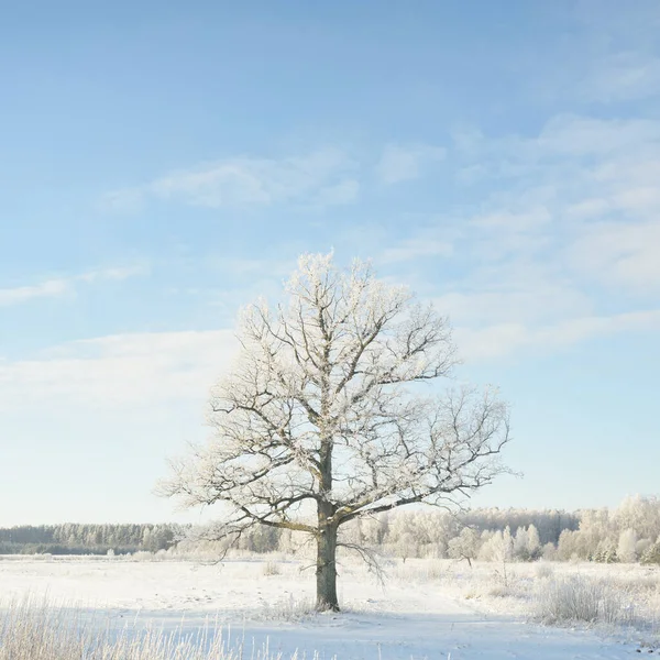 Mohutný Dub Zasněžené Pole Lidské Stopy Čerstvém Sněhu Lesní Louka — Stock fotografie