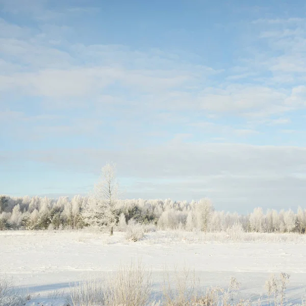 Skogsmark Och Åkermark Rent Solljus Klarblå Himmel Vinterunderlandet Idyllisk Landsbygd — Stockfoto