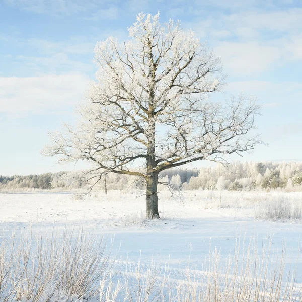 Kudretli meşe ağacı, karla kaplı tarla, taze karda insan izleri. Orman çayırı. Saf güneş ışığı. Kış Harikalar Diyarı. Ekoloji, eko turizm, çevre koruma, noel tatilleri, kayak