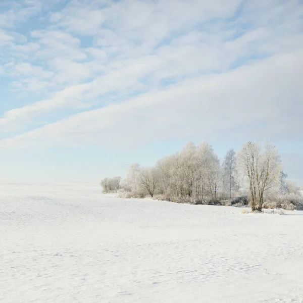 Orman çayırı ve kır arazisi. Saf güneş ışığı, açık mavi gökyüzü. Kış Harikalar Diyarı. Idyllic kırsal kesim. Ekoloji, eko turizm, çevre koruma, noel tatilleri, kayak, uzak yerler