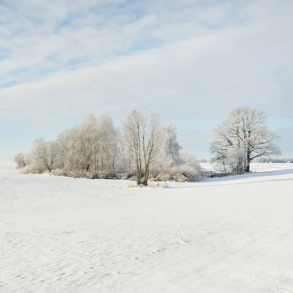 Forest Meadow Country Field Pure Sunlight Clear Blue Sky Winter — Zdjęcie stockowe