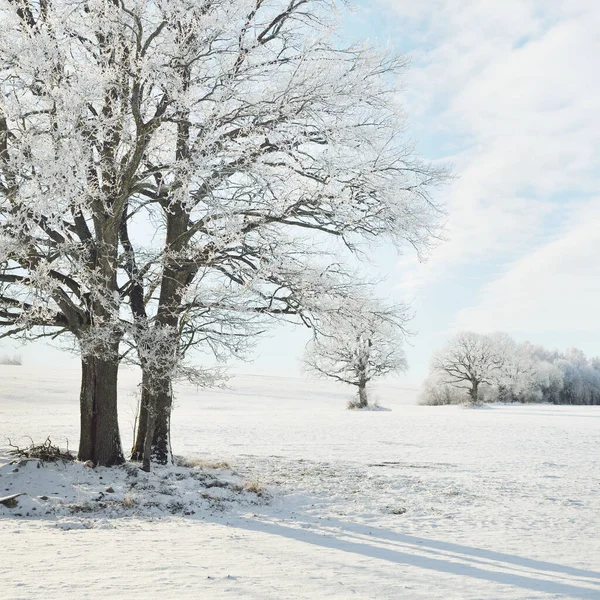 Kudretli meşe ağacı, karla kaplı tarla, taze karda insan izleri. Orman çayırı. Saf güneş ışığı. Kış Harikalar Diyarı. Ekoloji, eko turizm, çevre koruma, noel tatilleri, kayak