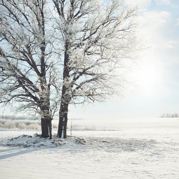 Machtige Eikenboom Bosweide Puur Zonlicht Heldere Blauwe Lucht Winter Wonderland — Stockfoto