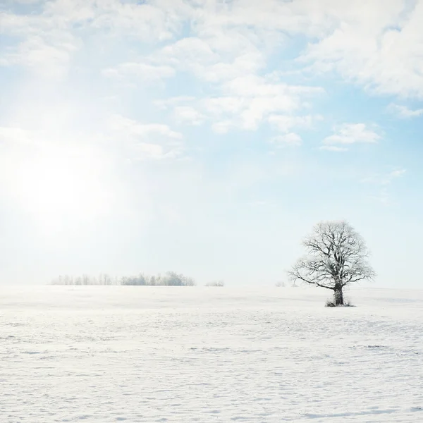 Kudretli meşe ağacı, karla kaplı tarla, taze karda insan izleri. Orman çayırı. Saf güneş ışığı. Kış Harikalar Diyarı. Ekoloji, eko turizm, çevre koruma, noel tatilleri, kayak