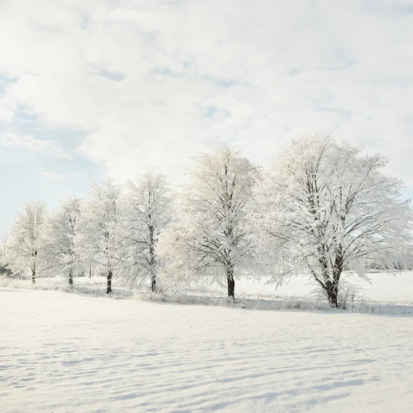 Árvores Cobertas Neve Luz Solar Pura Céu Azul Claro País — Fotografia de Stock