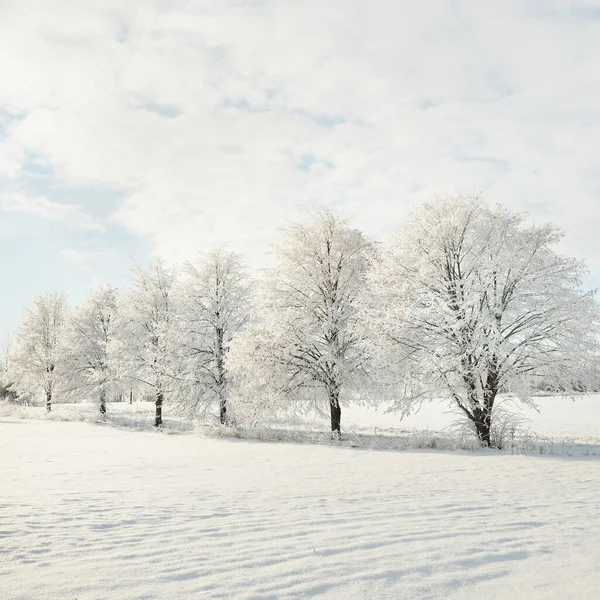 白雪覆盖的树 清澈的阳光 蔚蓝的天空 冬天的仙境生态 生态旅游 环境保护 圣诞节假期 — 图库照片