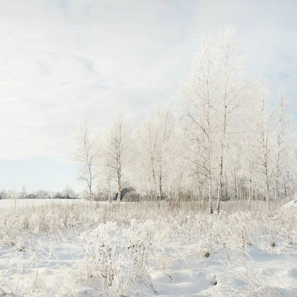 Karla kaplı ağaçlar. Saf güneş ışığı, açık mavi gökyüzü. Kış Harikalar Diyarı. Ekoloji, eko turizm, çevre koruma, Noel tatilleri