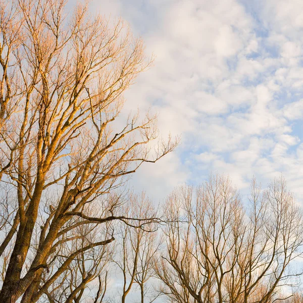 Açık Mavi Gökyüzü Orman Parkının Üzerinde Parlayan Bulutlar Ağaç Siluetleri — Stok fotoğraf