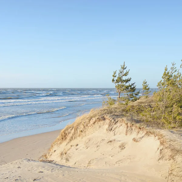Baltic Sea Storm Sand Dunes Golden Dune Grass Evergreen Pine — Stockfoto