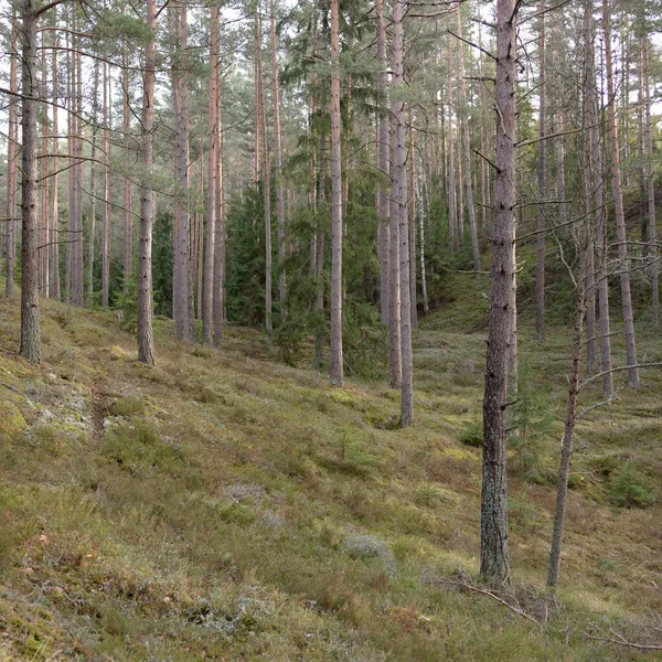 Majestátní Věčně Zelený Les Mohutné Borovice Smrky Mech Kapradiny Rostliny — Stock fotografie