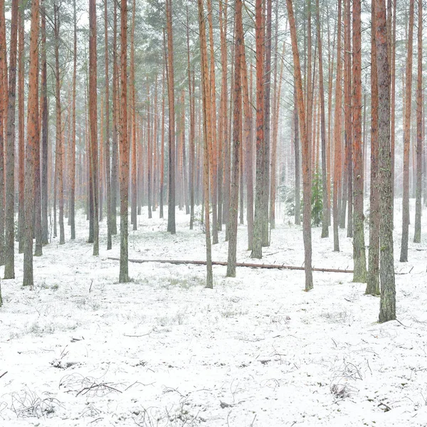 Zasněžené Borovicové Lesy Blizzard Silně Zelené Stromy Zblízka Temná Atmosférická — Stock fotografie