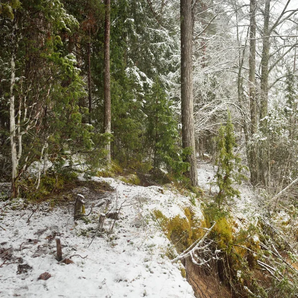 Colinas Cubiertas Nieve Majestuoso Bosque Siempreverde Poderosos Pinos Abetos Troncos — Foto de Stock