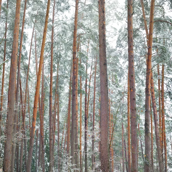 Bosque Pinos Cubierto Nieve Blizzard Poderosos Árboles Siempreverdes Cerca Paisaje — Foto de Stock
