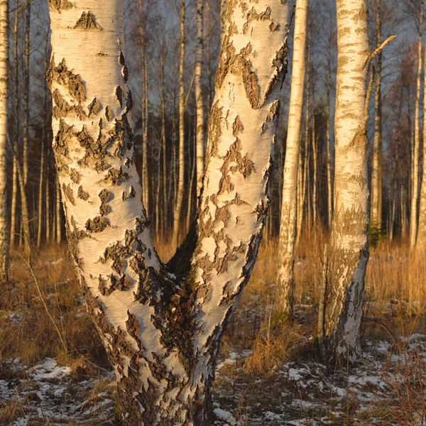 Las Brzozy Zachodzie Słońca Potężne Drzewa Pierwszy Śnieg Wczesna Zima — Zdjęcie stockowe