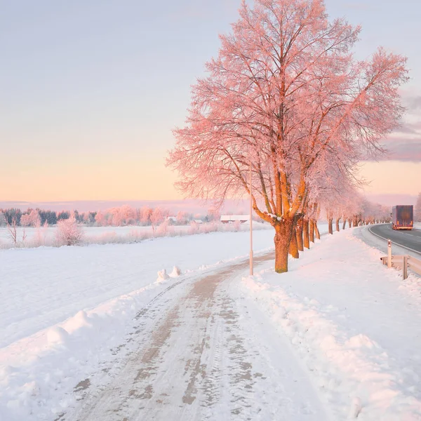 Pedestrian Walkway Bicycle Road Snow Covered Field Mighty Trees Pure — Stock Photo, Image