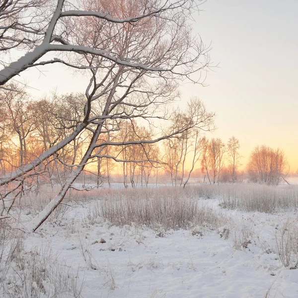 Atmosphärische Landschaft Mit Schneebedeckten Immergrünen Wäldern Bei Sonnenaufgang Reines Goldenes — Stockfoto