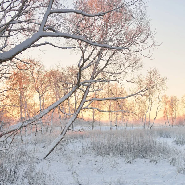 Paisaje Atmosférico Bosque Siempreverde Cubierto Nieve Amanecer Luz Dorada Pura —  Fotos de Stock
