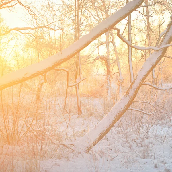 Atmospheric Landscape Snow Covered Evergreen Forest Sunrise Pure Golden Sunlight — Fotografia de Stock